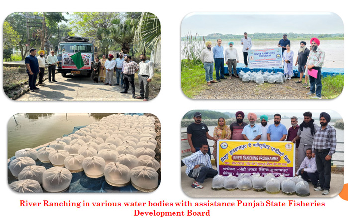 Punjab State Fisheries Development Board